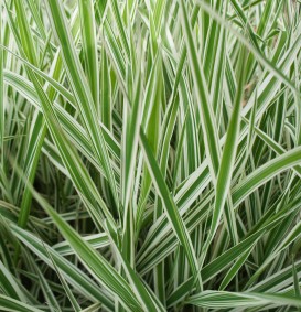 Phalaris arundinacea 'Picta' (Rietgras) Phalaris arundinacea 'Picta' (Rietgras)
