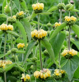 Phlomis russeliana (Brandkruid)