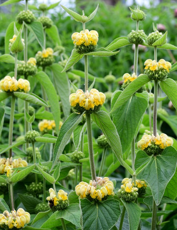 Phlomis russeliana (Brandkruid) Phlomis russeliana (Brandkruid)