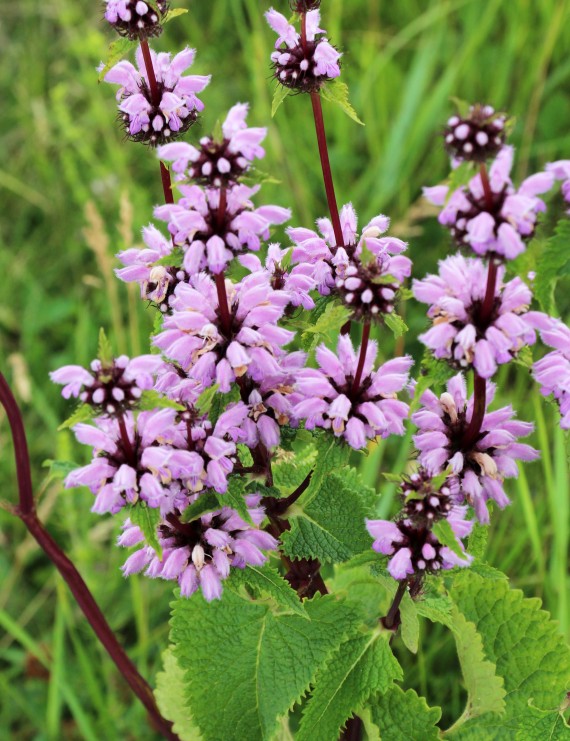 Phlomis tuberosa (Brandkruid) Phlomis tuberosa (Brandkruid)