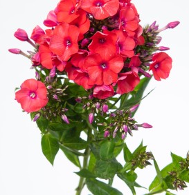 Phlox paniculata 'Orange Perfection' (Vlambloem -Flox) Phlox paniculata 'Orange Perfection' (Vlambloem -Flox)