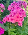 Phlox paniculata 'Rijnstroom' (Vlambloem - Flox)