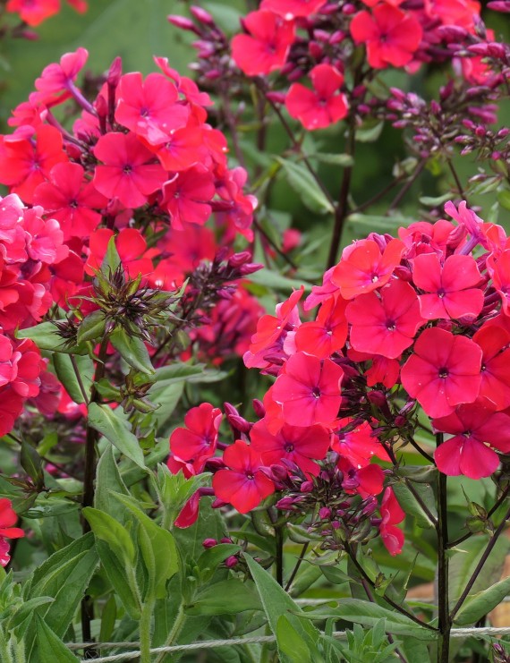 Phlox paniculata 'Starfire' (Vlambloem - Flox)