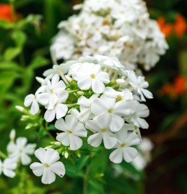 Phlox paniculata 'White Admiral' (Vlambloem - Flox) Phlox paniculata 'White Admiral' (Vlambloem - Flox)