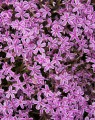 Phlox subulata 'Candy Stripe' (Vlambloem)