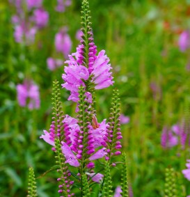 Physostegia virginiana 'Bouquet Rose' (Scharnierplant)