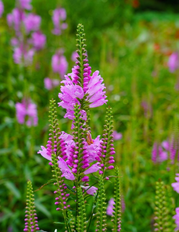 Physostegia virginiana 'Bouquet Rose' (Scharnierplant)