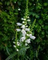 Physostegia virginiana 'Summer Snow' (Scharnierplant)