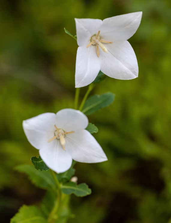 Platycodon grandiflorus 'Astra White' (Chinese klokjesbloem - Ballonklokje)