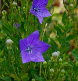 Platycodon grandiflorus 'Mariesii' (Chinese klokjesbloem) Platycodon grandiflorus 'Mariesii' (Chinese klokjesbloem)