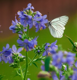 Polemonium caeruleum (Jakobsladder)