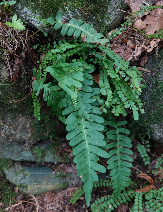 Polypodium vulgare (Eikvaren)
