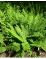 Polystichum setiferum (Naaldvaren)