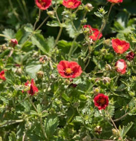 Potentilla atrosanguinea (Bloedrode Ganzerik)