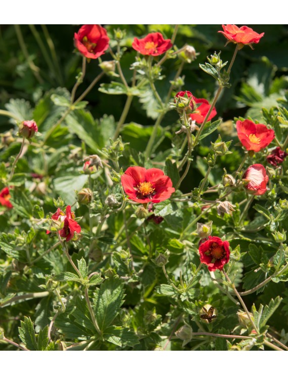 Potentilla atrosanguinea (Bloedrode Ganzerik)