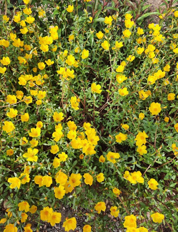 Potentilla aurea (Vijfvingerkruid of Ganzerik)