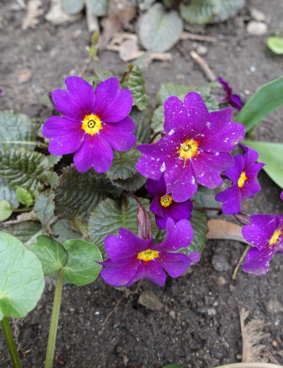 Primula 'Wanda' (Sleutelbloem)