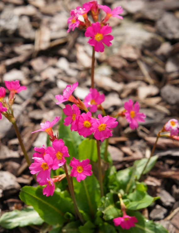 Primula rosea (Sleutelbloem)