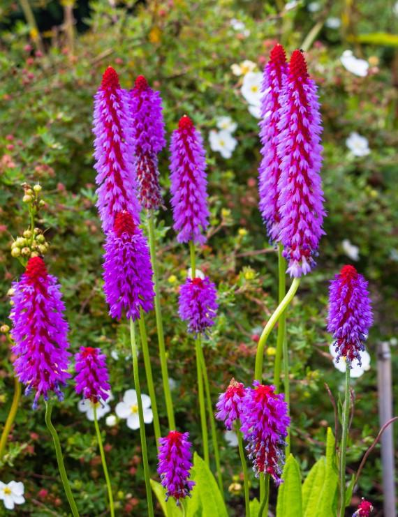 Primula viallii (Sleutelbloem)