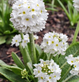 Primula denticulata 'Alba' (Kogelprimula)