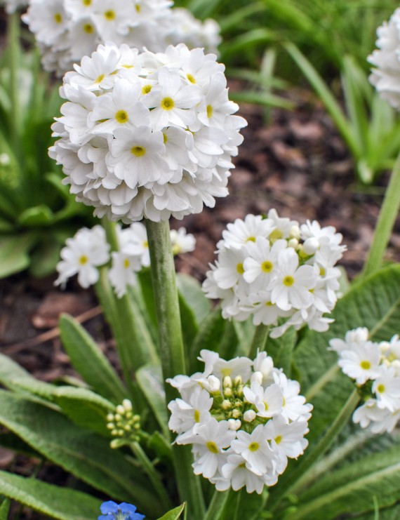 Primula denticulata 'Alba' (Kogelprimula) Primula denticulata 'Alba' (Kogelprimula)