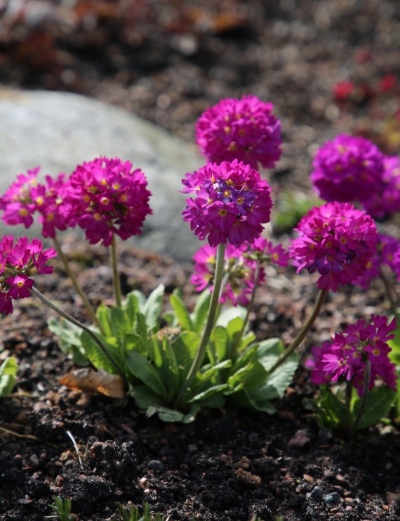 Primula denticulata 'Rubin' (Sleutelbloem)