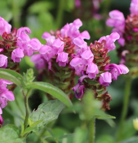 Prunella grandiflora (Bijenkorfje)