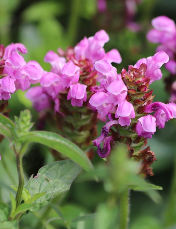 Prunella grandiflora (Bijenkorfje)