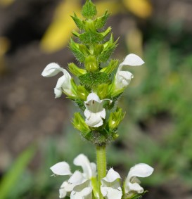 Prunella grandiflora 'Alba' (Bijenkorfje)