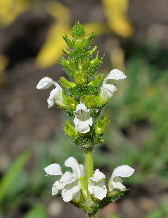 Prunella grandiflora 'Alba' (Bijenkorfje)