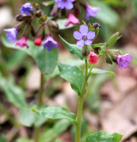 Pulmonaria angustifolia 'Azurea' (Longkruid)