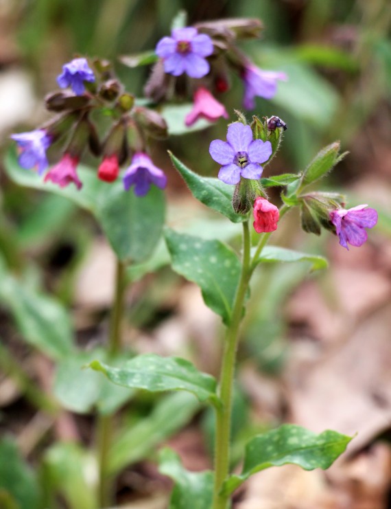 Pulmonaria angustifolia 'Azurea' (Longkruid)
