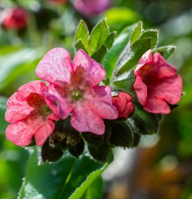 Pulmonaria rubra 'Redstart' (Longkruid)
