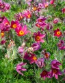 Pulsatilla vulgaris 'Rubra' (Wildemanskruid)