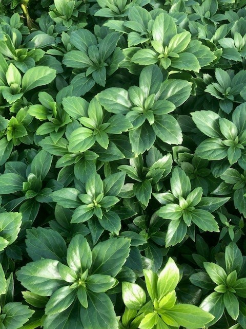 Pachysandra terminalis 'Green Carpet' (Pachysandra terminalis 'Green Carpet')