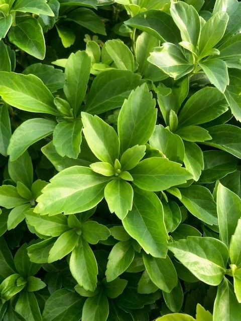 Pachysandra terminalis (Schaduwkruid)