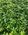 Pachysandra terminalis (Schaduwkruid)