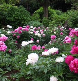 Paeonia suffruticosa - paars (boompioen ) Paeonia suffruticosa - paars (boompioen )