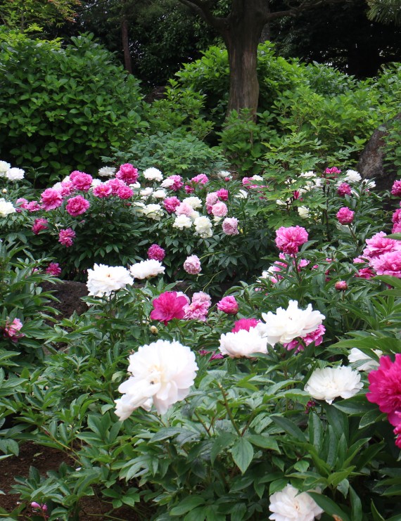 Paeonia suffruticosa - oranje (Boompioen)