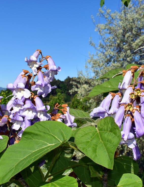 Paulownia tomentosa  (Anna Paulownaboom)