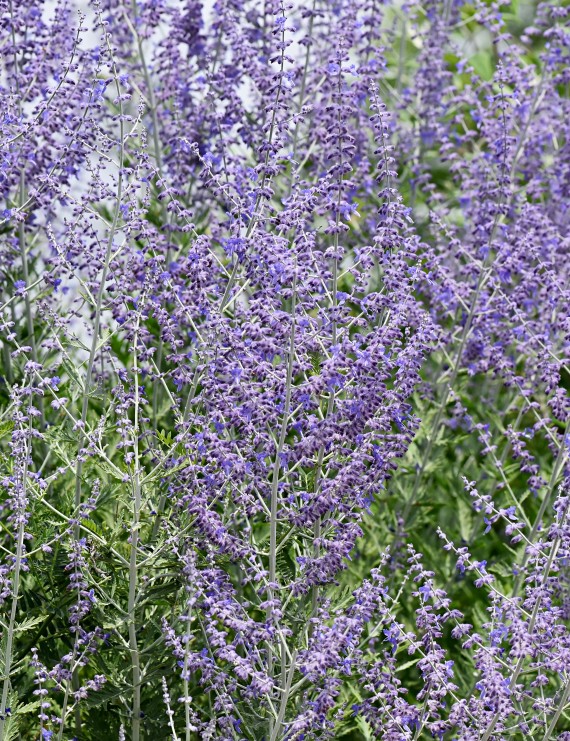 Perovskia atriplicifolia 'Blue Spire' (Perovskia atriplicifolia 'Blue Spire')