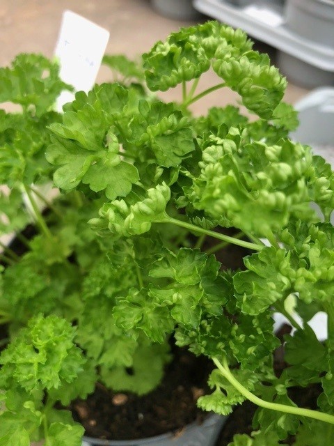 Petroselinum crispum (Krulpeterselie)