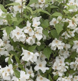 Philadelphus 'Belle Etoile' (Boerenjasmijn) Philadelphus 'Belle Etoile' (Boerenjasmijn)