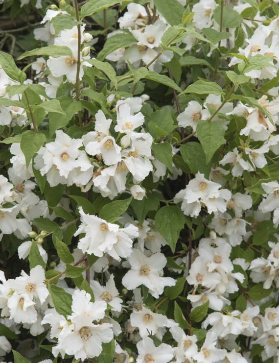 Philadelphus 'Belle Etoile' (Boerenjasmijn)