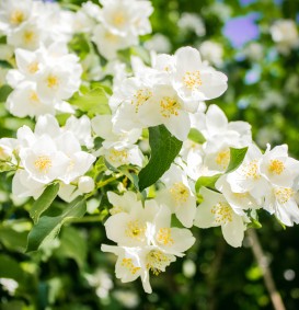 Philadelphus 'Lemoine' (boerenjasmijn) Philadelphus 'Lemoine' (boerenjasmijn)
