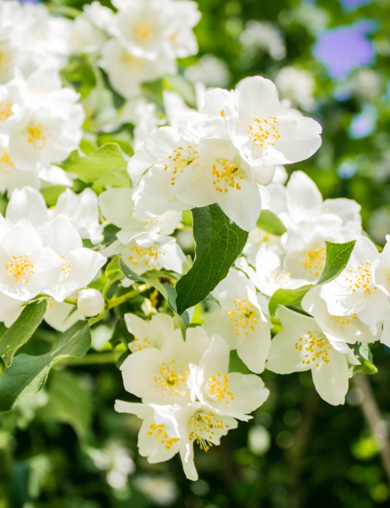 Philadelphus 'Lemoine'  (boerenjasmijn)