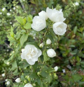 Philadelphus 'Manteau d'Hermine' (Boerenjasmijn) Philadelphus 'Manteau d'Hermine' (Boerenjasmijn)