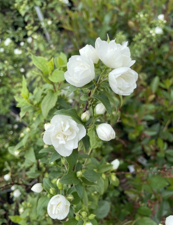 Philadelphus 'Manteau d'Hermine' (Boerenjasmijn)
