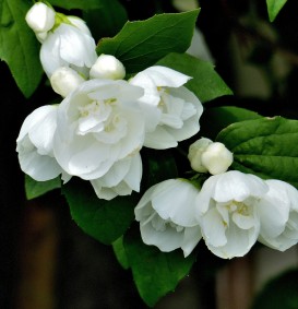 Philadelphus 'Virginal' (boerenjasmijn) Philadelphus 'Virginal' (boerenjasmijn)