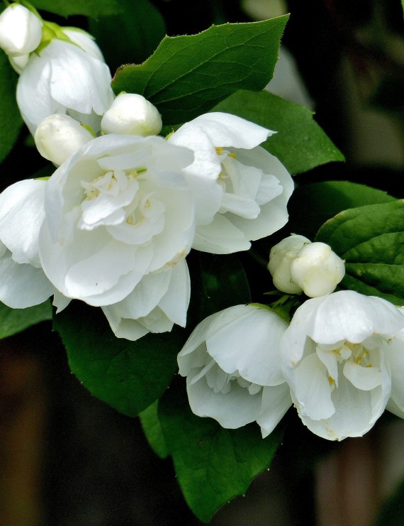 Philadelphus 'Virginal' (boerenjasmijn)